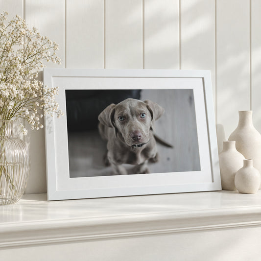 Personalised Pet Photo Print, Custom Pet Portrait, Pet Memorial Gift, Gift for Pet Lover, Landscape White Framed Print with Mount